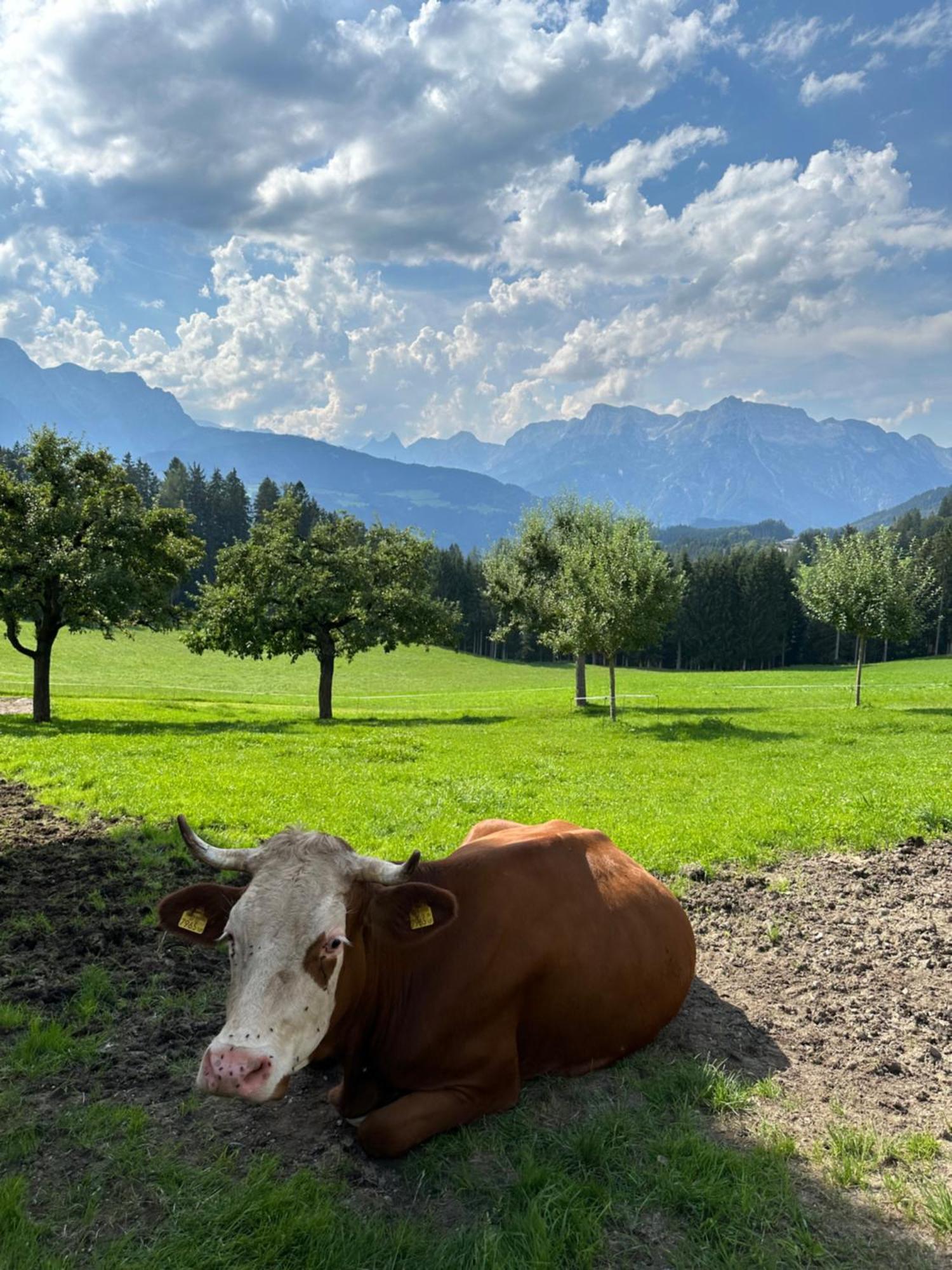 Frische Bergluft Und Laendlicher Charme - Ihr Aktiver Urlaub Am Muehlauhof Mühlbach am Hochkönig エクステリア 写真